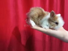 Кролики карликовые.