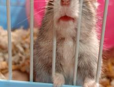 Хомяки сирийские и джунгарские