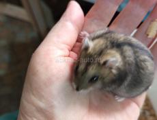 Хомяки сирийские и джунгарские