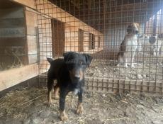 Немецкий ягдтерьер