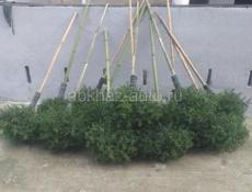 Веники калючие. 