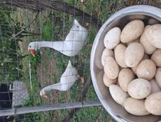 Яйца под инкубацию Гусиные 