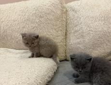 Британские котята