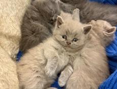 Британские котята 