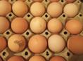 Продаются куриные яйца