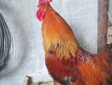 Продаются куриные яйца