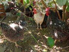 Продаются куриные яйца