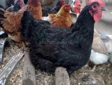 Продаются куриные яйца