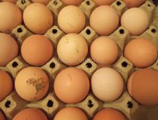 Продаются куриные яйца