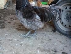 Продаются куриные яйца