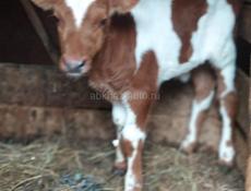 Продается теленок 