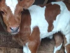 Продается теленок 