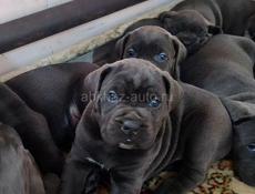 Есть в продаже щенки