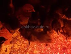 Продаются цыплята Тетра 