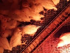 Продаются цыплята Тетра 