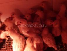 Продаются цыплята Тетра 