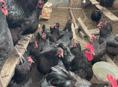 Продаются петух куры инкубационные яйца Джерсидский Гигант