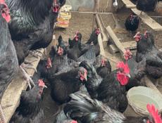 Продаются петух куры инкубационные яйца Джерсидский Гигант