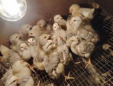 Цыплята хороший породы 👍