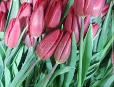 ТЮЛЬПАНЫ🌷🌷🌷🌷🌷