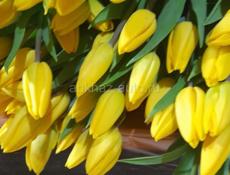 ТЮЛЬПАНЫ🌷🌷🌷🌷🌷