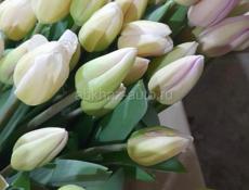 ТЮЛЬПАНЫ🌷🌷🌷🌷🌷