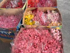 ТЮЛЬПАНЫ🌷🌷🌷🌷🌷