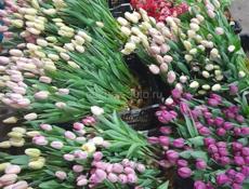 ТЮЛЬПАНЫ🌷🌷🌷🌷🌷