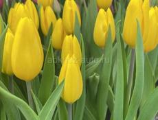 ТЮЛЬПАНЫ🌷🌷🌷🌷🌷