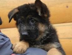 Продаётся ЩЕНКИ ОВЧАРКИ 