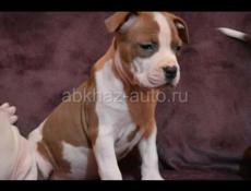 В продаже щенки