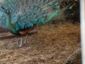 Павлин яванский 