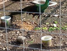 Павлин яванский 