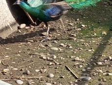 Павлин яванский 