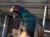 Фазаны 