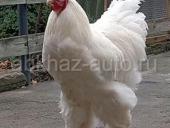 Петух брама 