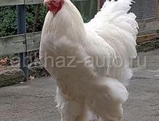 Петух брама 