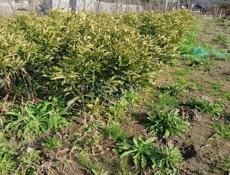 Продам рассаду Кумквата (Кинкан)