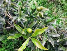 Продам рассаду Кумквата (Кинкан)