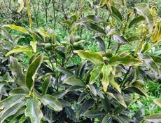 Продам рассаду Кумквата (Кинкан) 