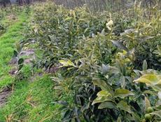 Продам рассаду Кумквата (Кинкан)