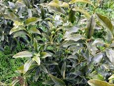 Продам рассаду Кумквата (Кинкан)