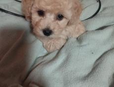 Цветные щенки Бишоны