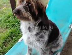 Пропала собака 