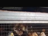 Инкубаторские вакцинированные кур,разных возрастов 