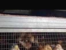 Инкубаторские вакцинированные кур,разных возрастов 