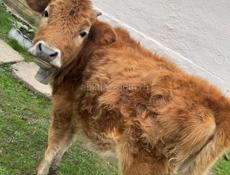 Продаётся тёлка