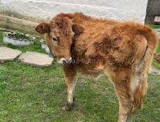 Продаётся тёлка