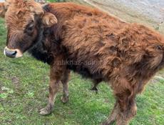 Продаётся бычок