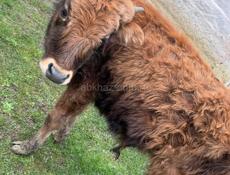 Продаётся бычок